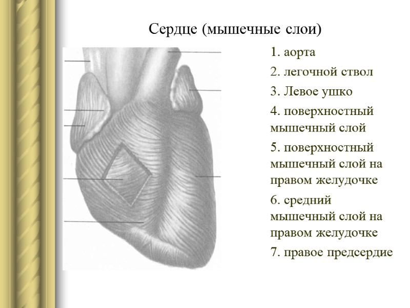 Сердце (мышечные слои) 1. аорта 2. легочной ствол 3. Левое ушко 4. поверхностный мышечный